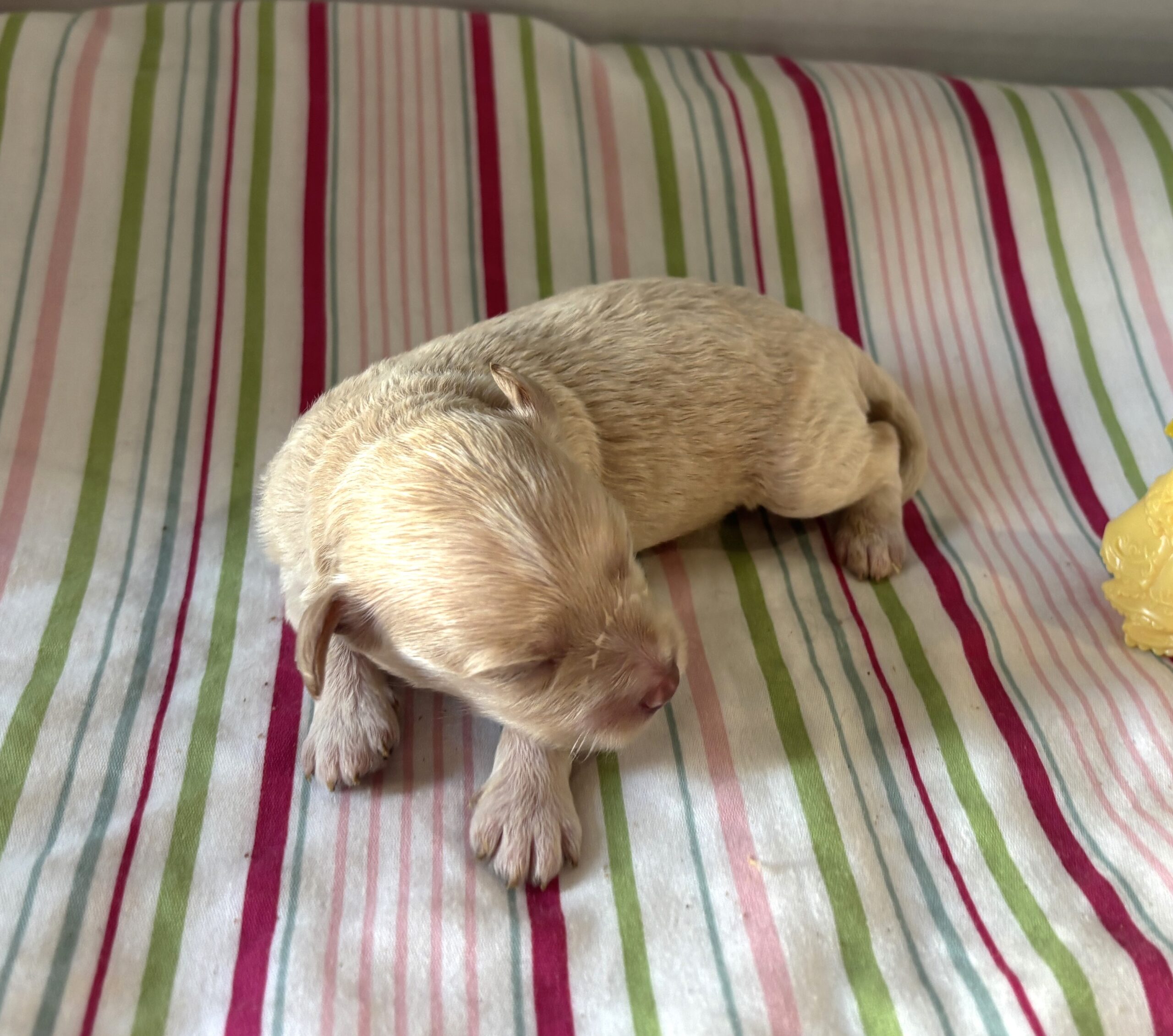 Belle – Miniature Schnoodle $2200