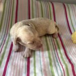 Belle – Miniature Schnoodle $2200