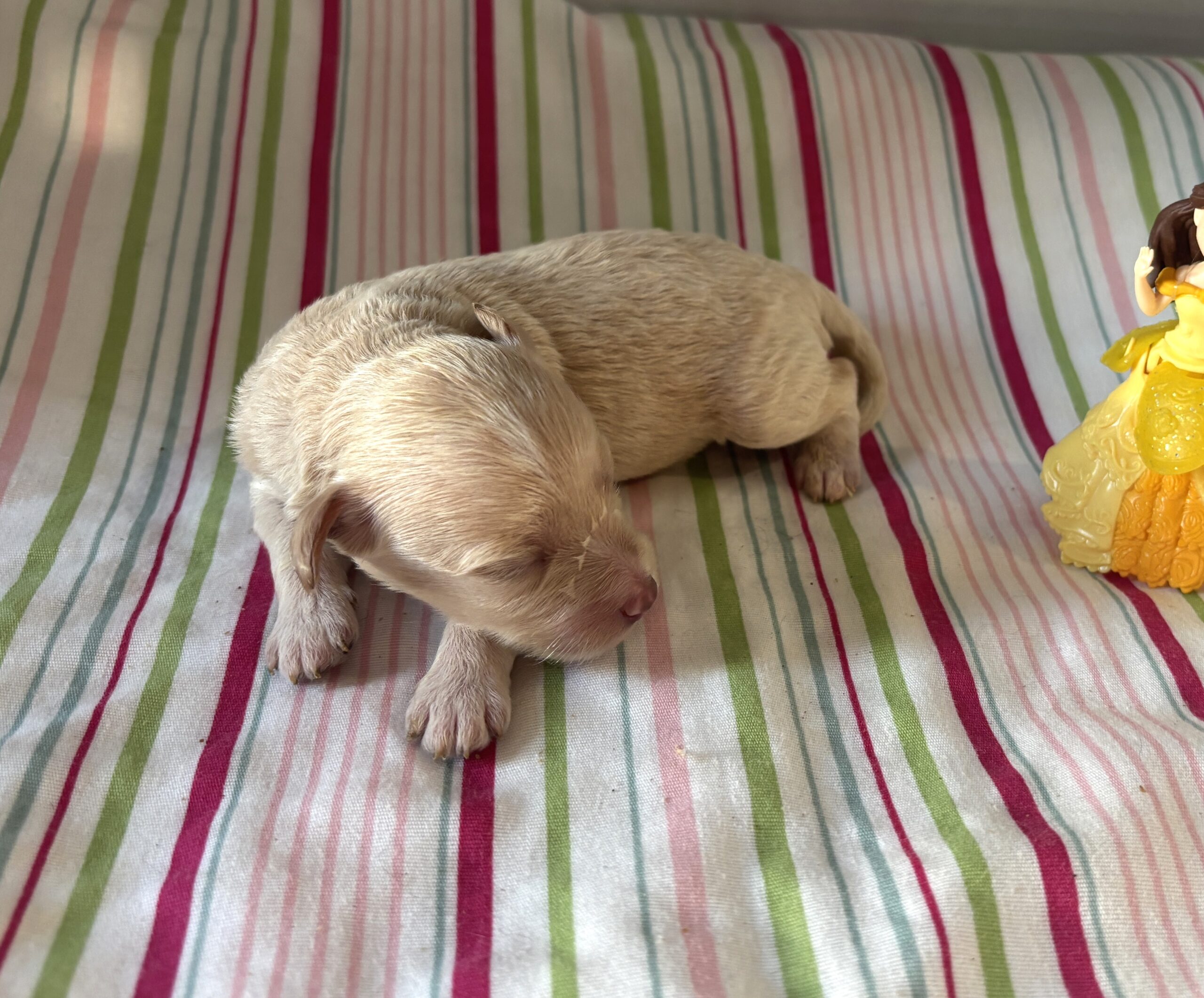 Belle – Miniature Schnoodle $2200