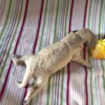 Belle – Miniature Schnoodle $2200