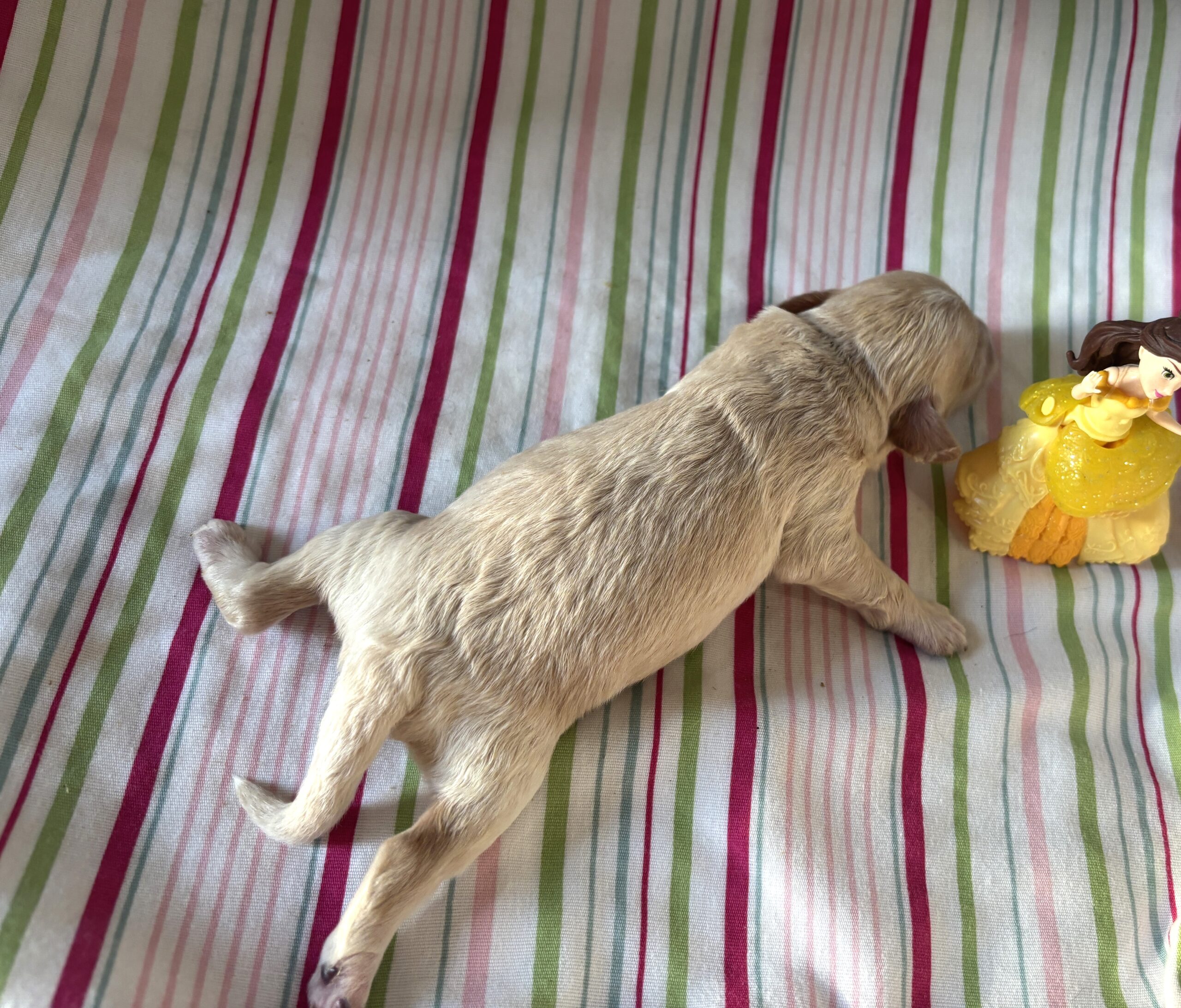 Belle – Miniature Schnoodle $2200