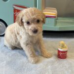 BELLE – Miniature Schnoodle $2200