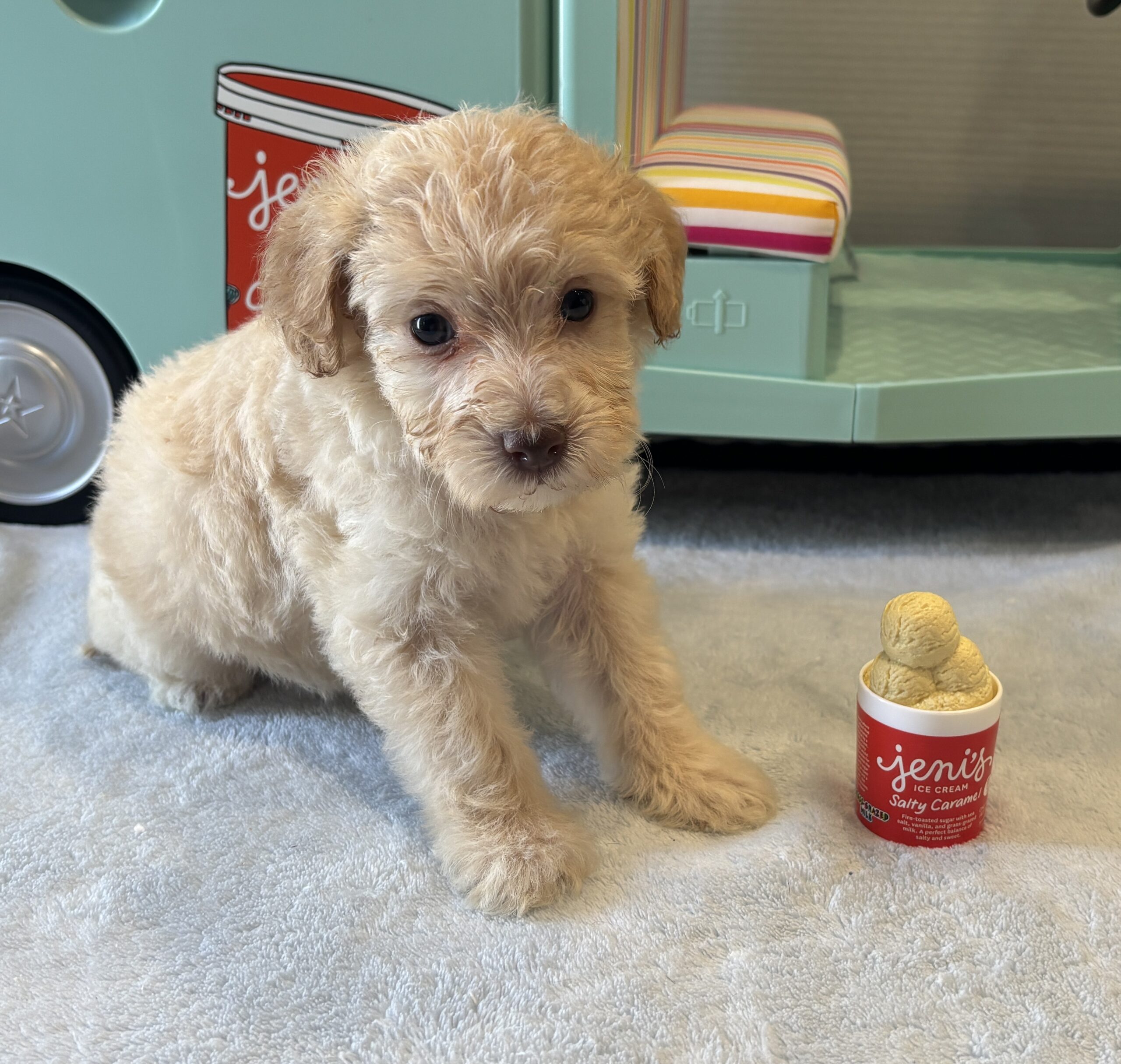 BELLE – Miniature Schnoodle $2200