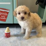 BELLE – Miniature Schnoodle $2200