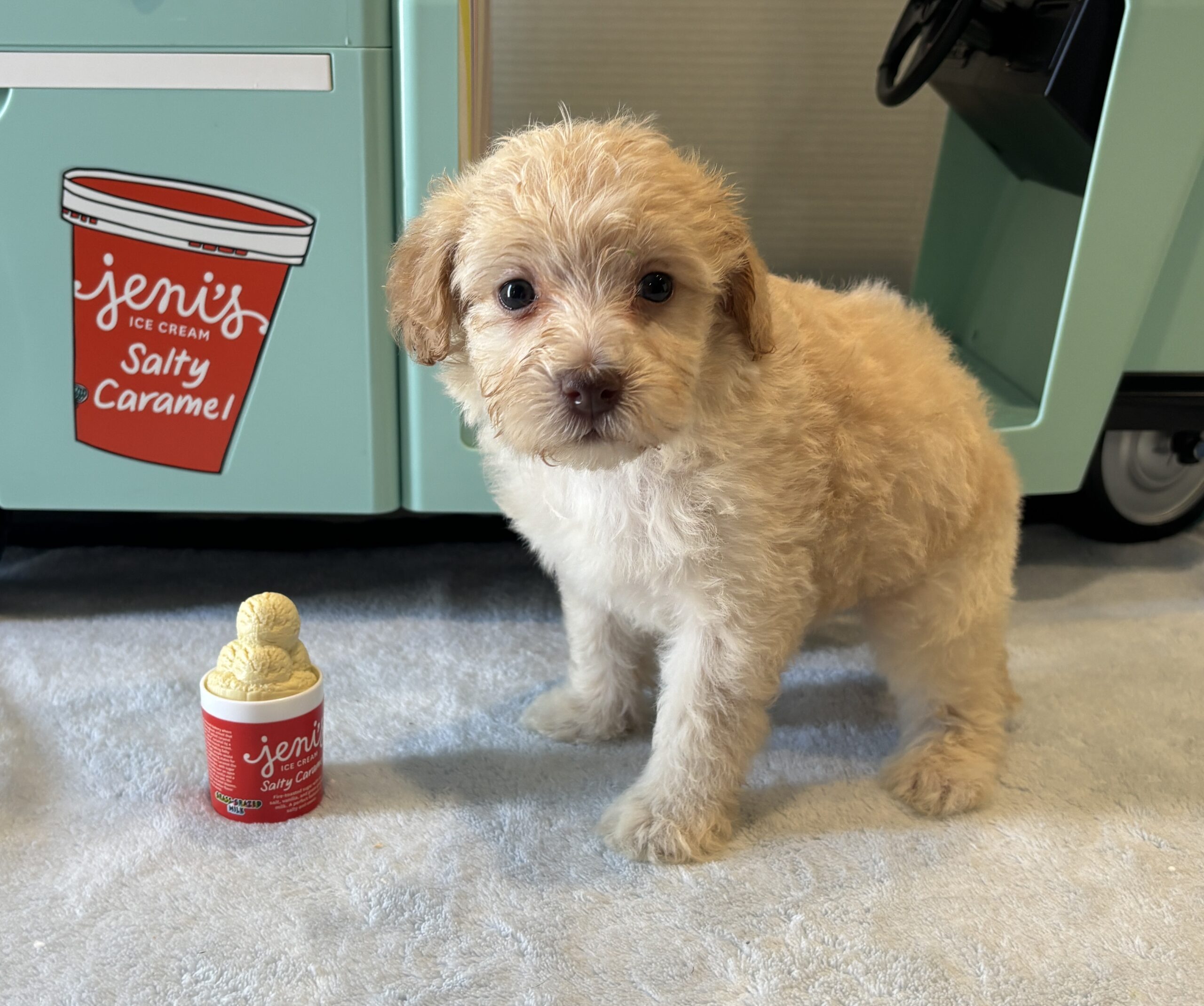 BELLE – Miniature Schnoodle $2200