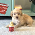 BELLE – Miniature Schnoodle $2200