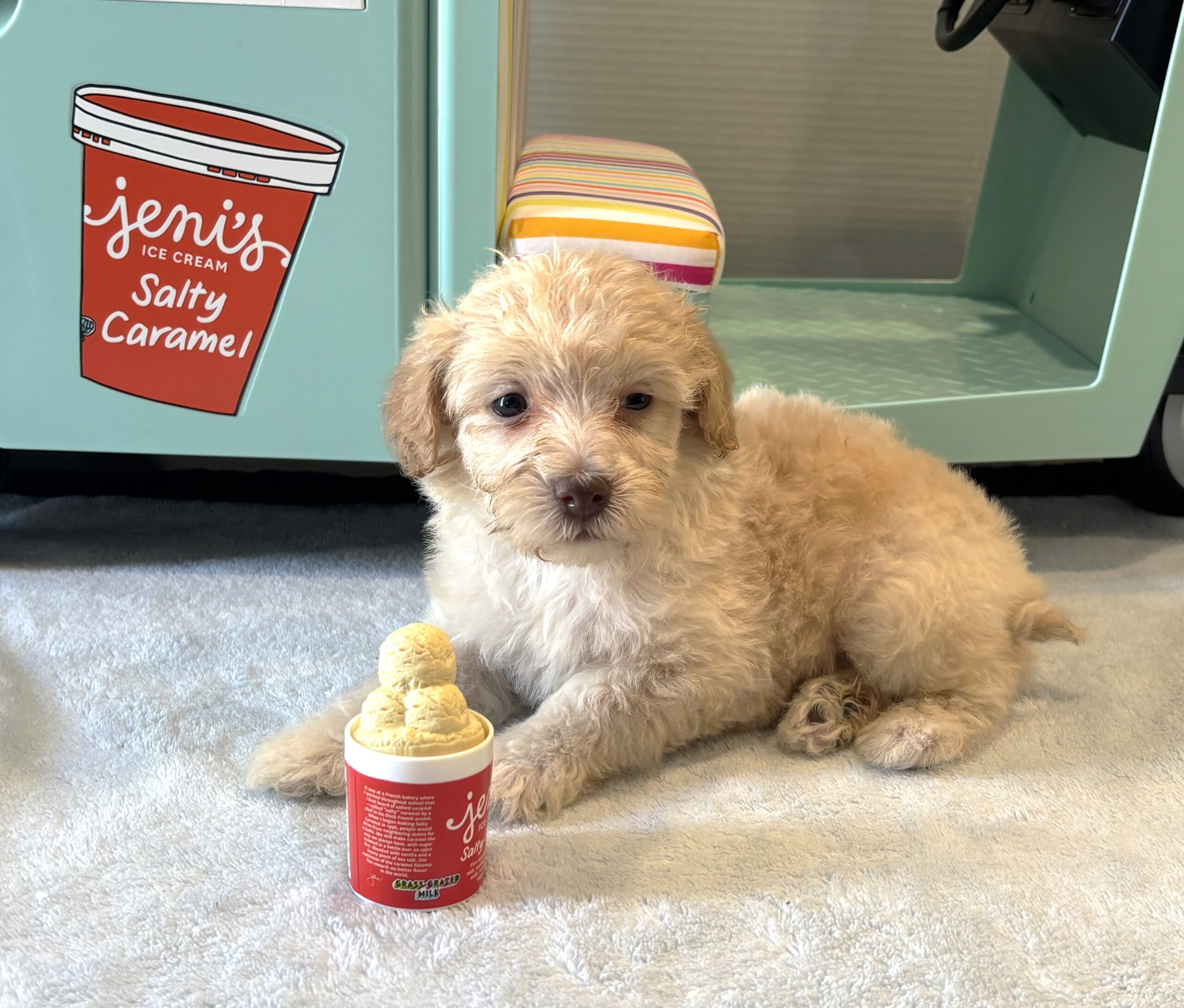 BELLE – Miniature Schnoodle $2200