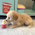BELLE – Miniature Schnoodle $2200