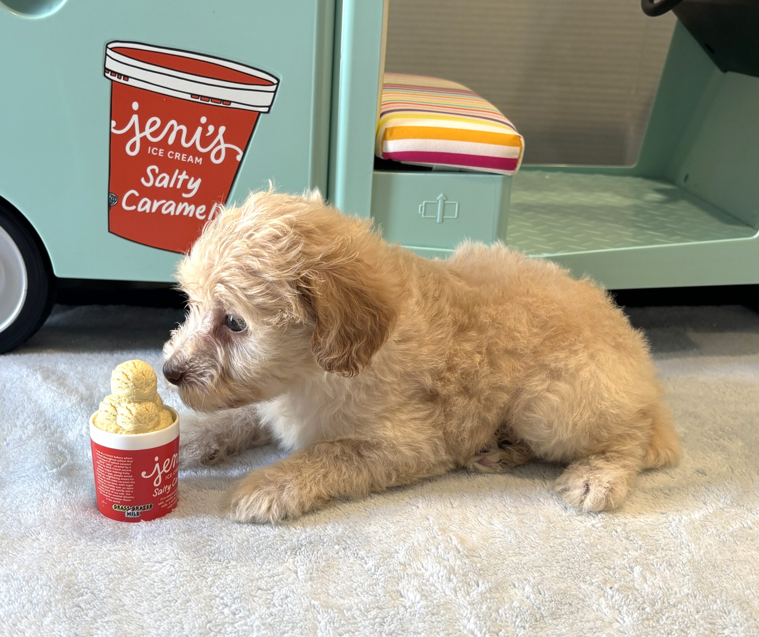 BELLE – Miniature Schnoodle $2200
