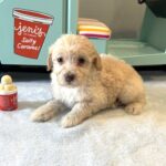 BELLE – Miniature Schnoodle $2200