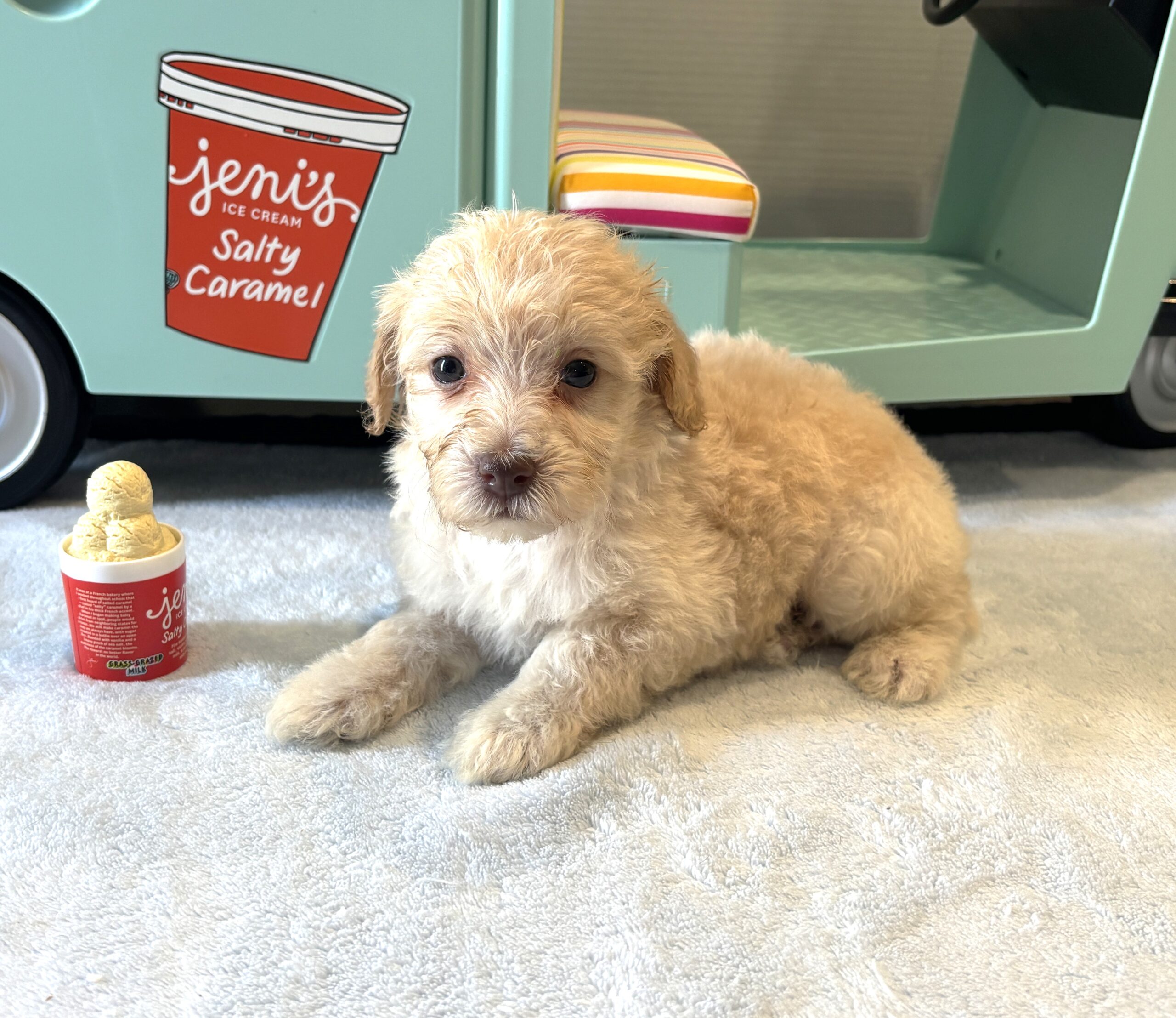 BELLE – Miniature Schnoodle $2200