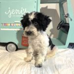 BILLY – Miniature Schnoodle $2500