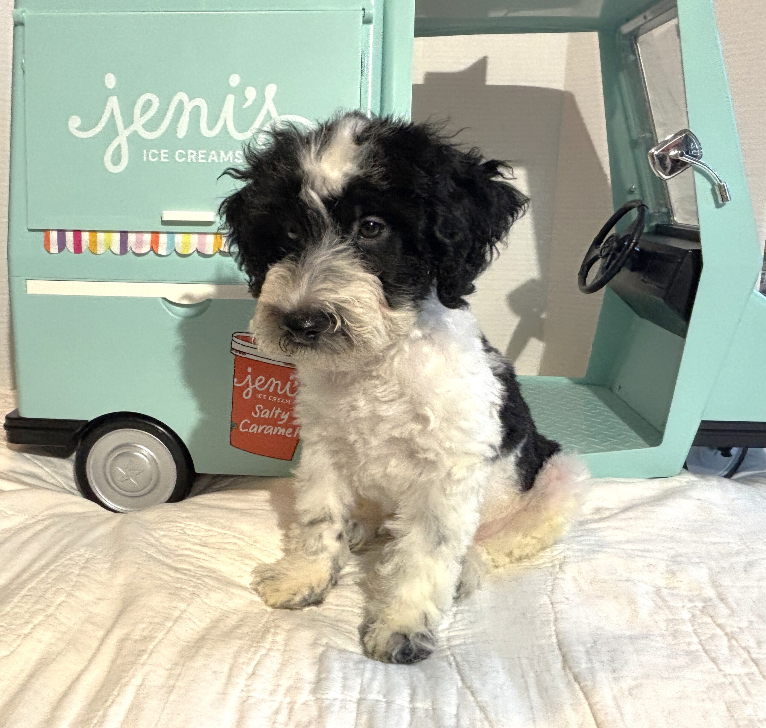 BILLY – Miniature Schnoodle $2500