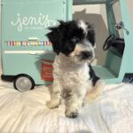 BILLY – Miniature Schnoodle $2500