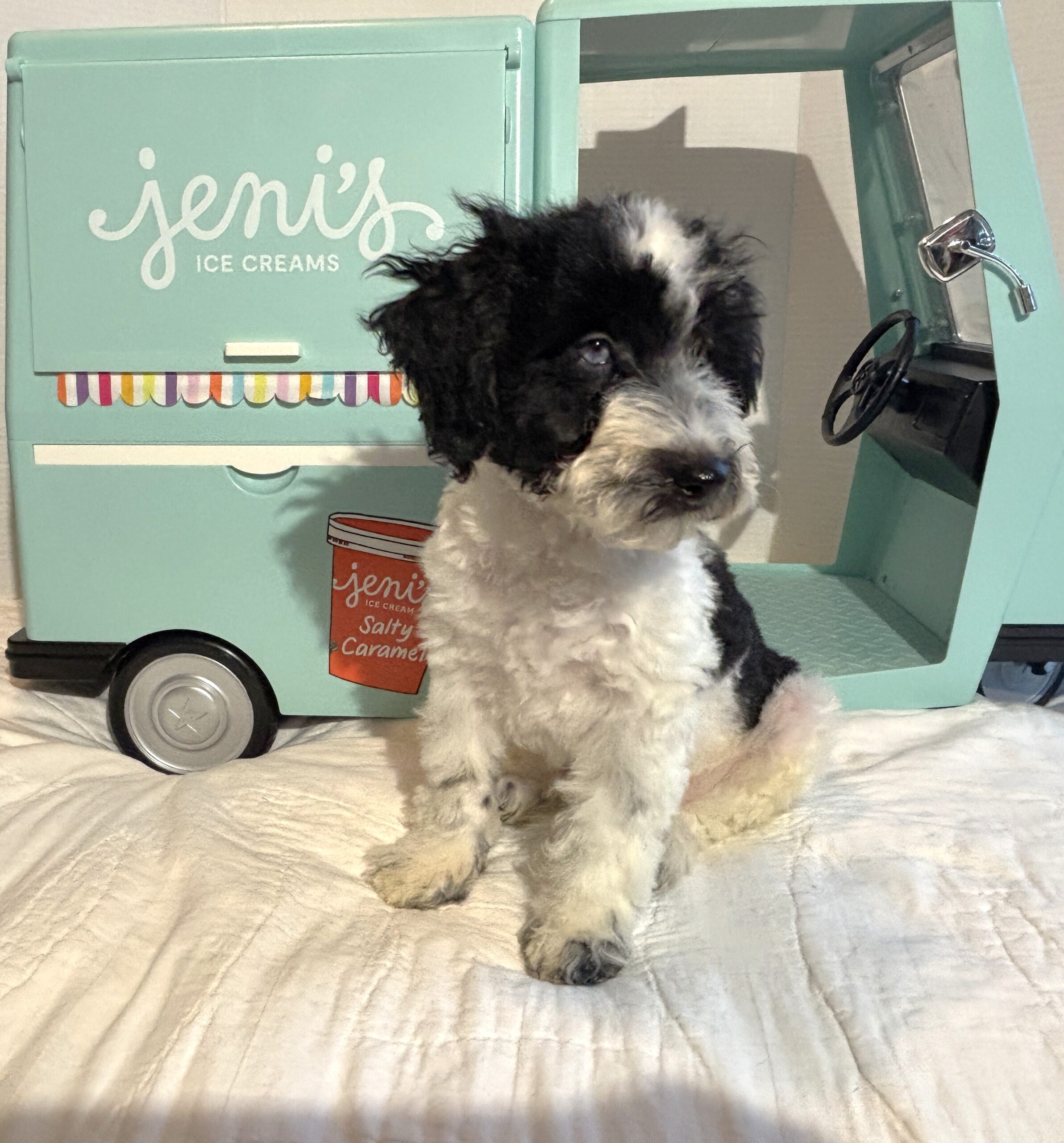 BILLY – Miniature Schnoodle $2500