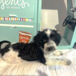 BILLY – Miniature Schnoodle $2500