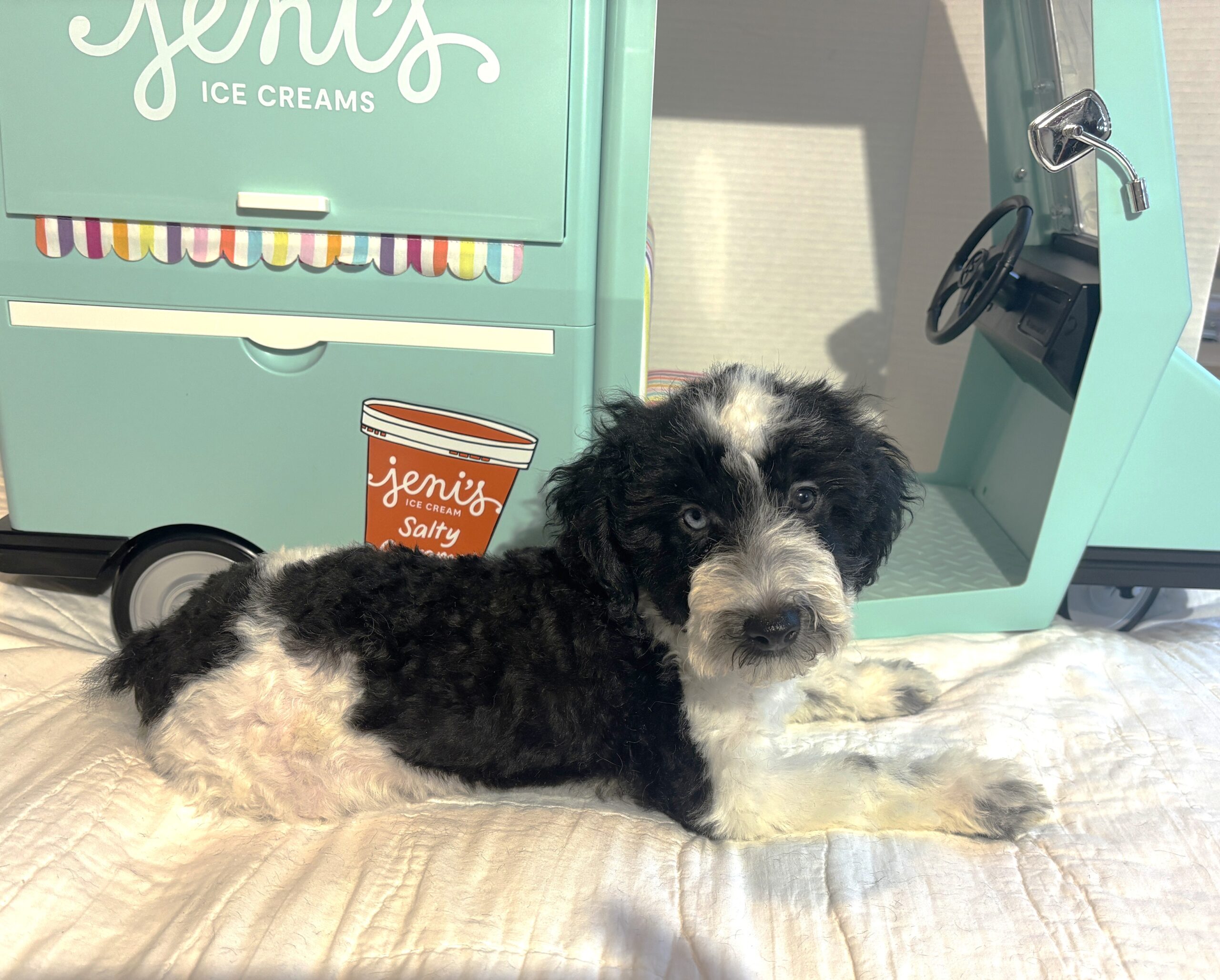 BILLY – Miniature Schnoodle $2500