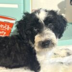 BILLY – Miniature Schnoodle $2500