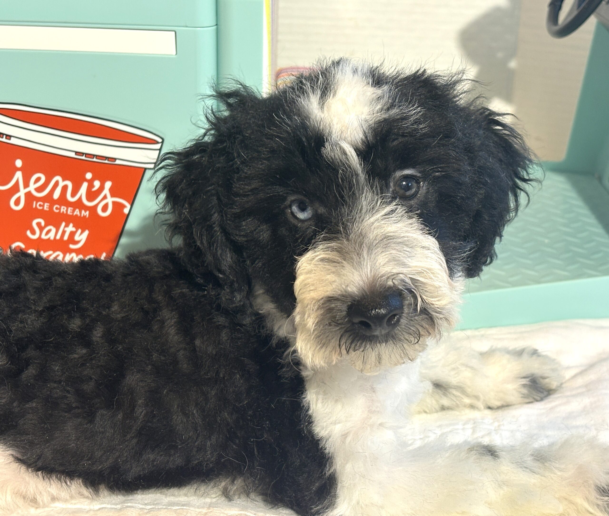 BILLY – Miniature Schnoodle $2500