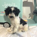 BILLY – Miniature Schnoodle $2500