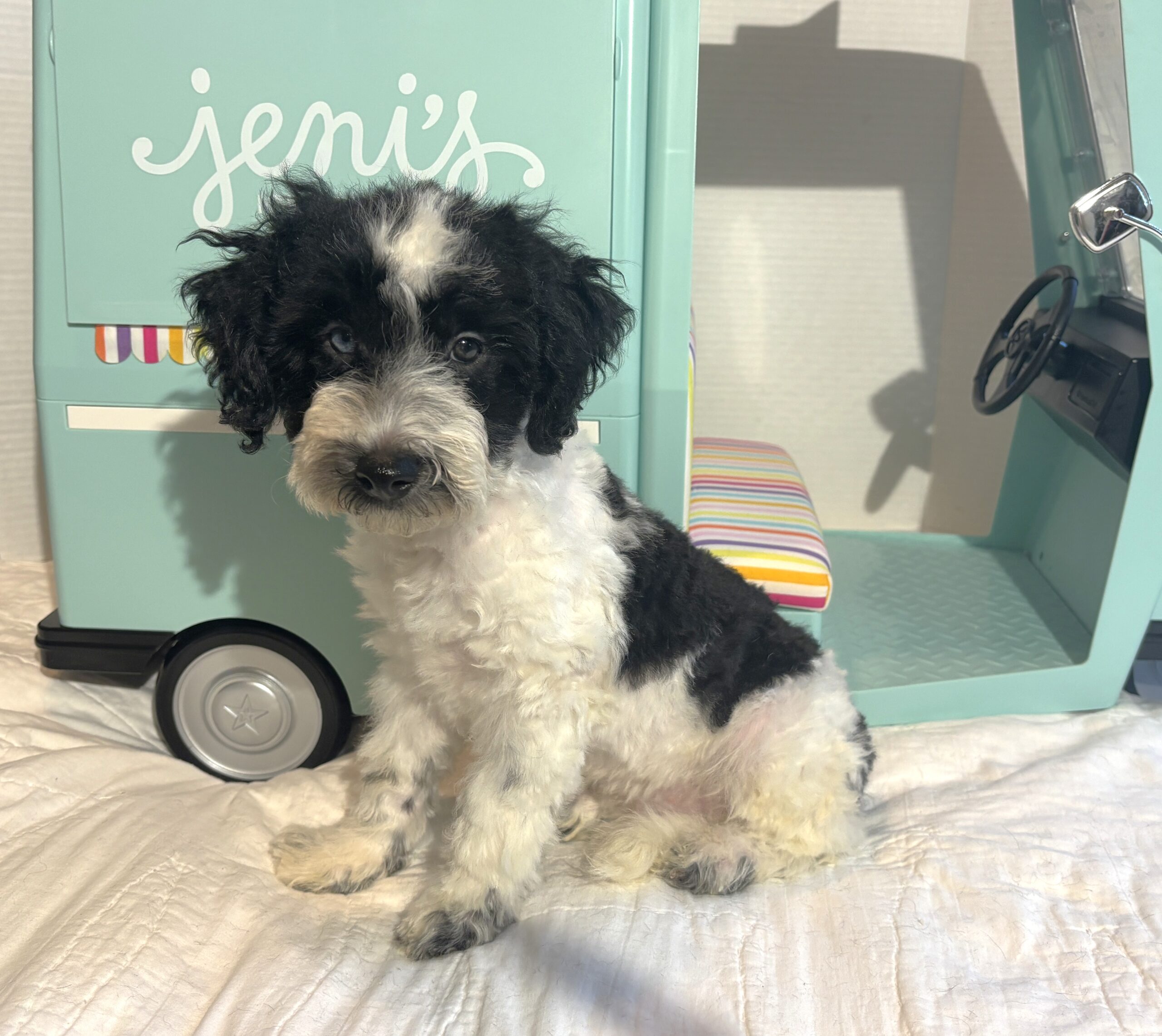 BILLY – Miniature Schnoodle $2500