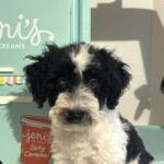 BILLY – Miniature Schnoodle $2500
