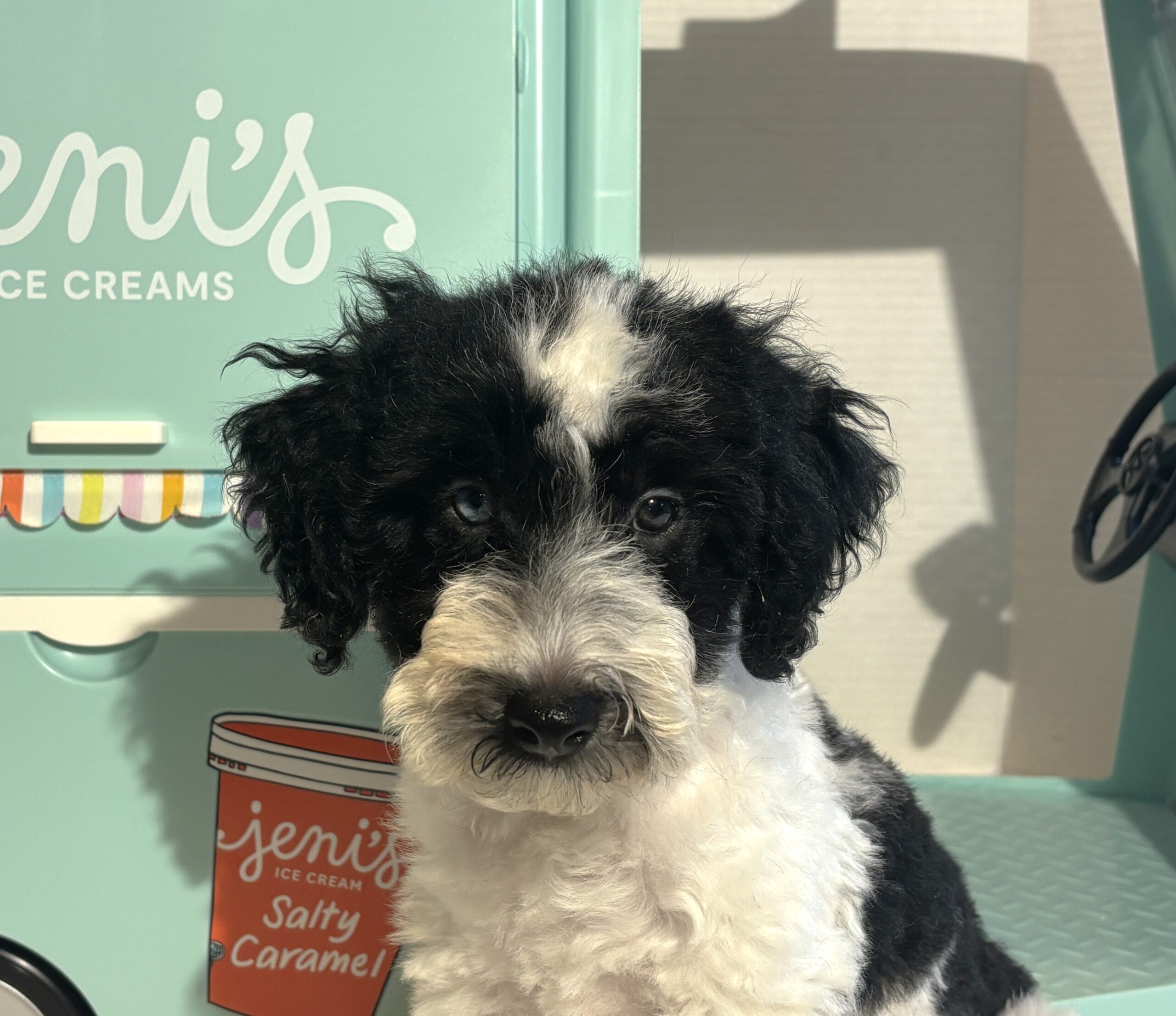 BILLY – Miniature Schnoodle $2500