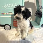 BILLY – Miniature Schnoodle $2500