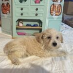 Buddy – Chonzer / SALE! $1000