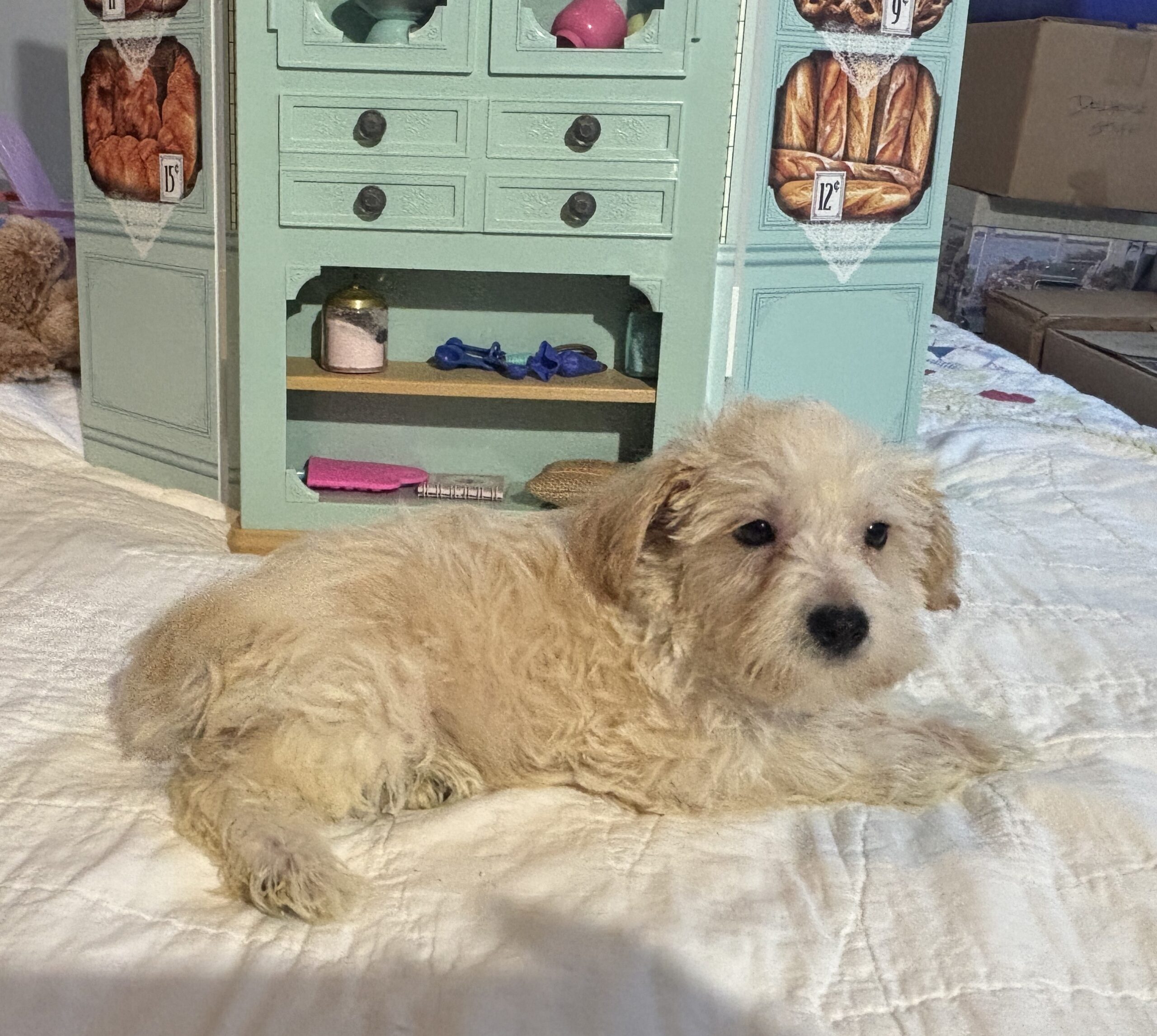 Buddy – Chonzer / SALE! $1000