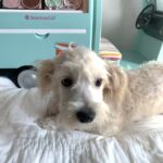 BUDDY – Chonzer $1500