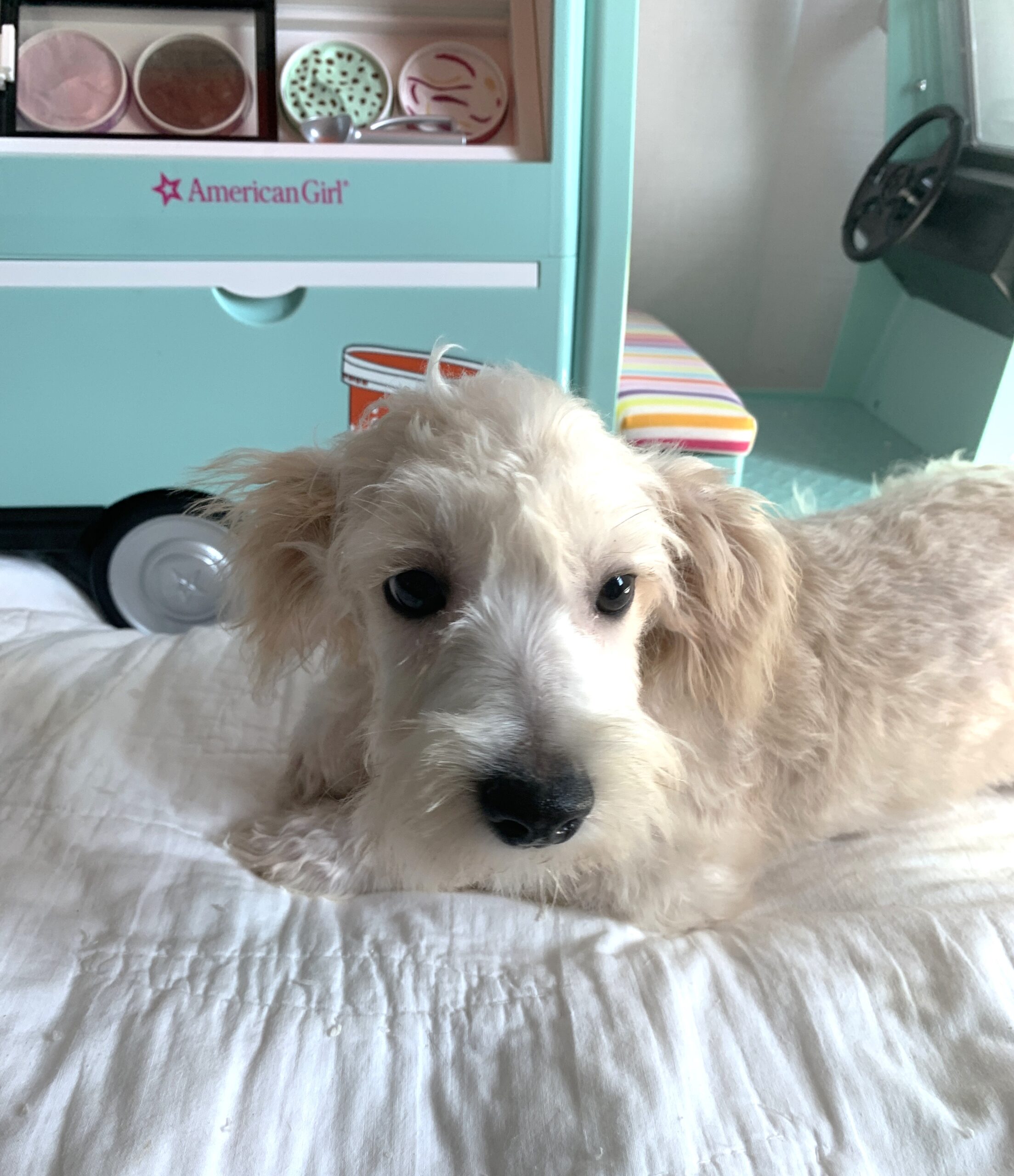 BUDDY – Chonzer $1500