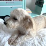 BUDDY – Chonzer $1500