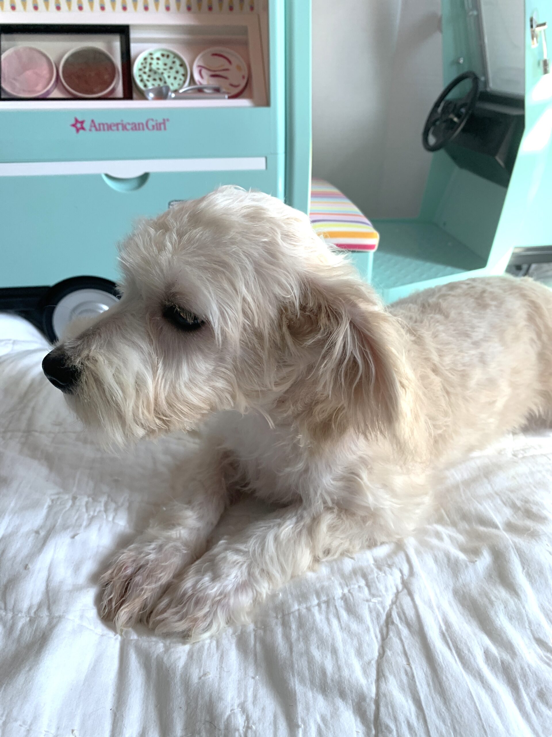 BUDDY – Chonzer $1500