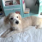 BUDDY – Chonzer $1500