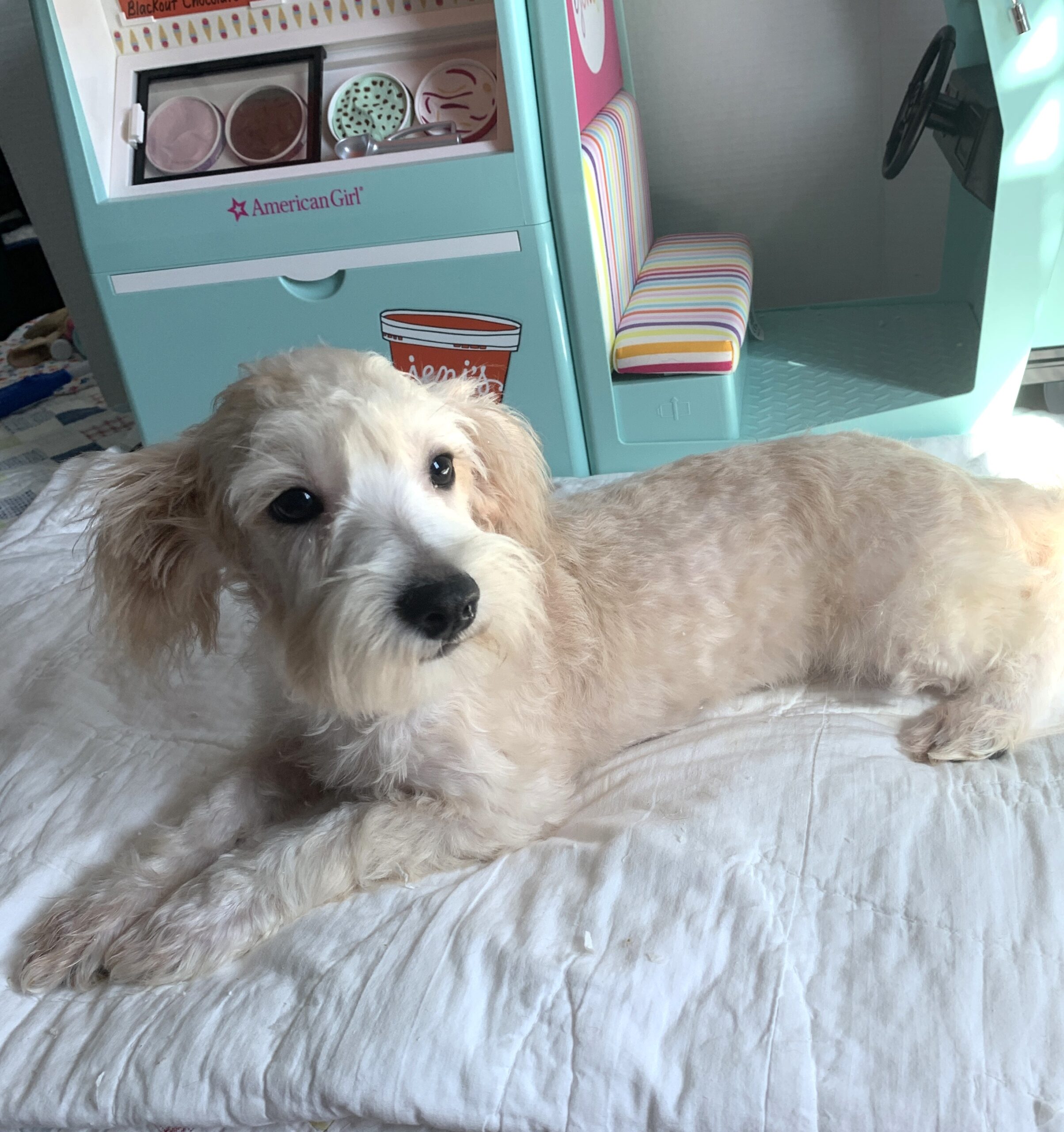 BUDDY – Chonzer $1500