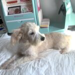 BUDDY – Chonzer $1500