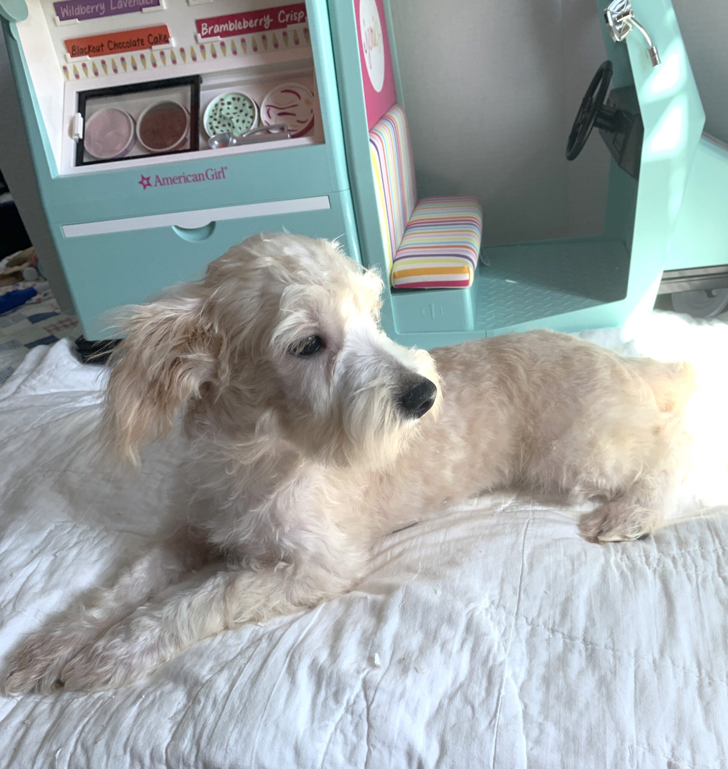 BUDDY – Chonzer $1500