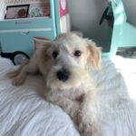 BUDDY – Chonzer $1500