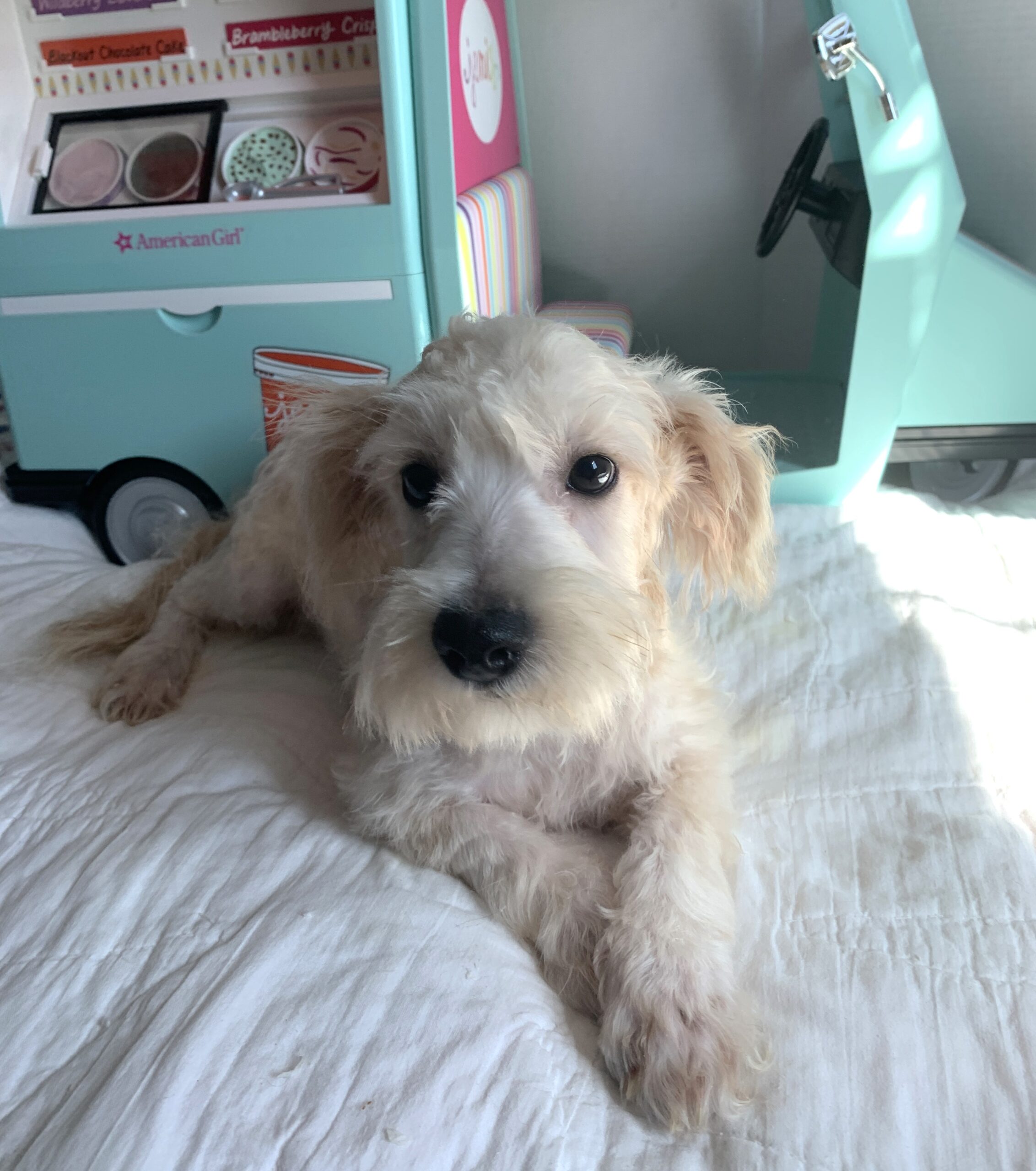 BUDDY – Chonzer $1500