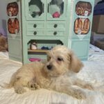 Buddy – Chonzer / SALE! $1000