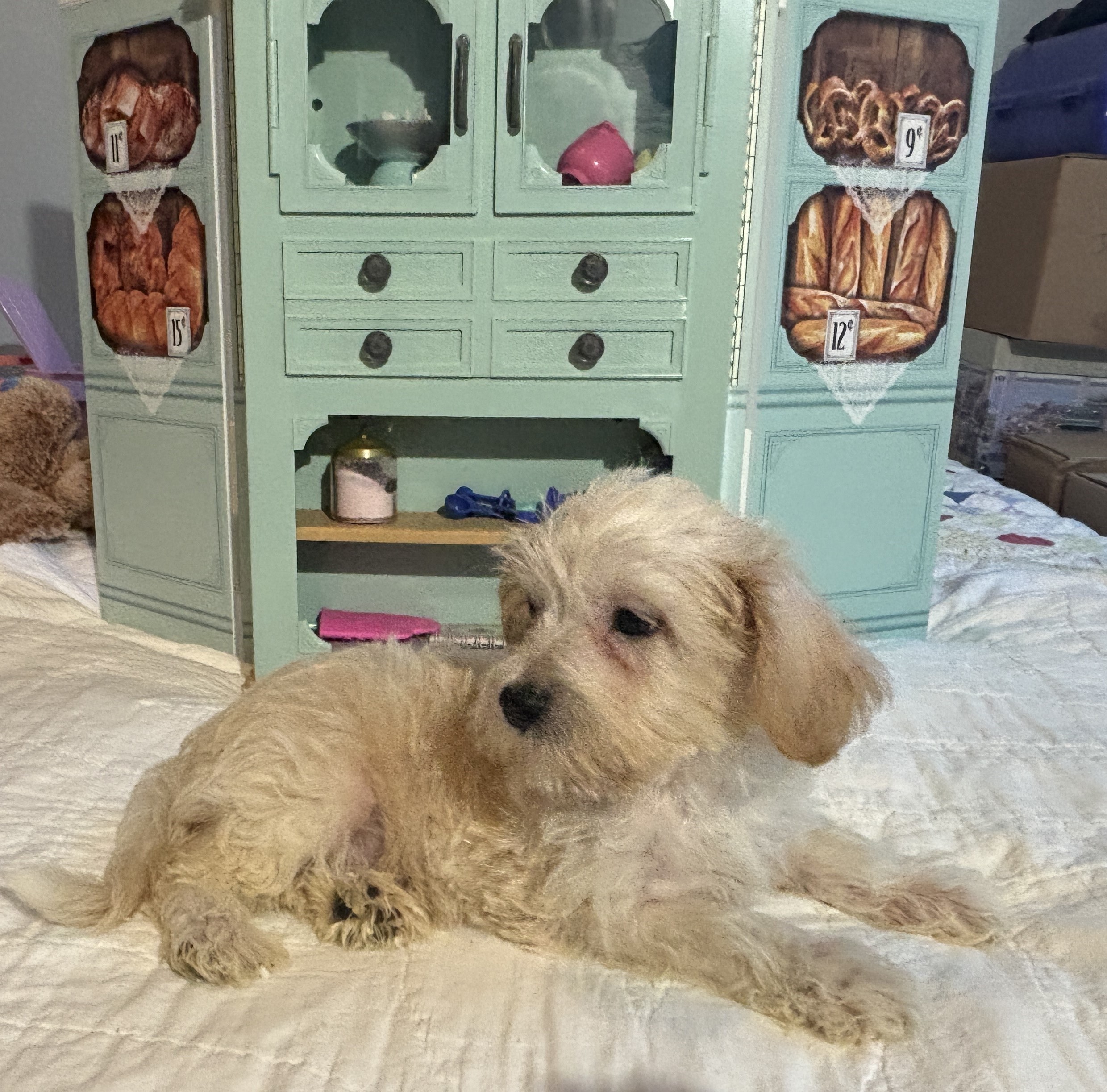 Buddy – Chonzer / SALE! $1000