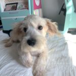 BUDDY – Chonzer $1500