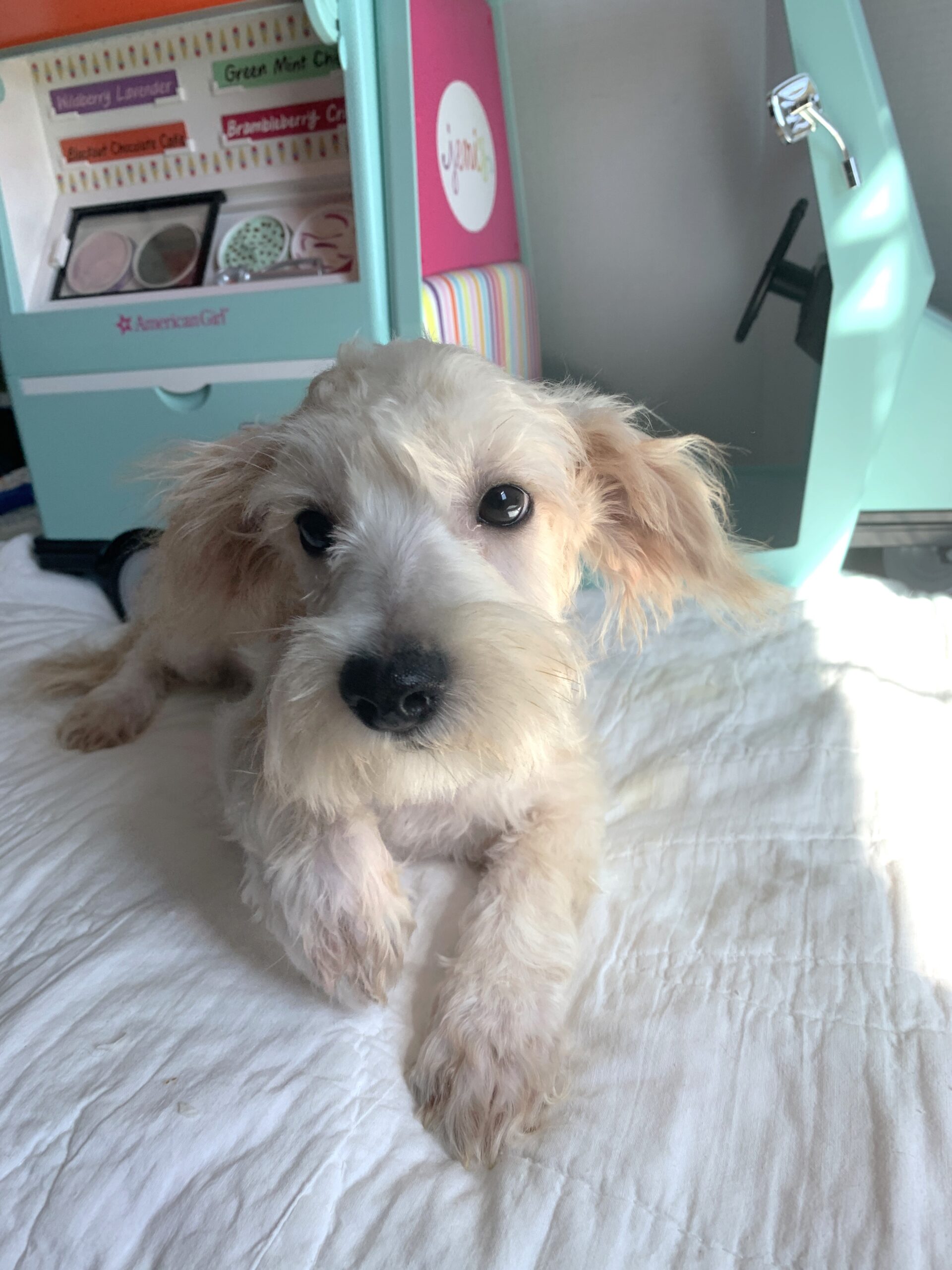 BUDDY – Chonzer $1500