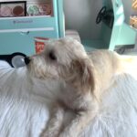 BUDDY – Chonzer $1500