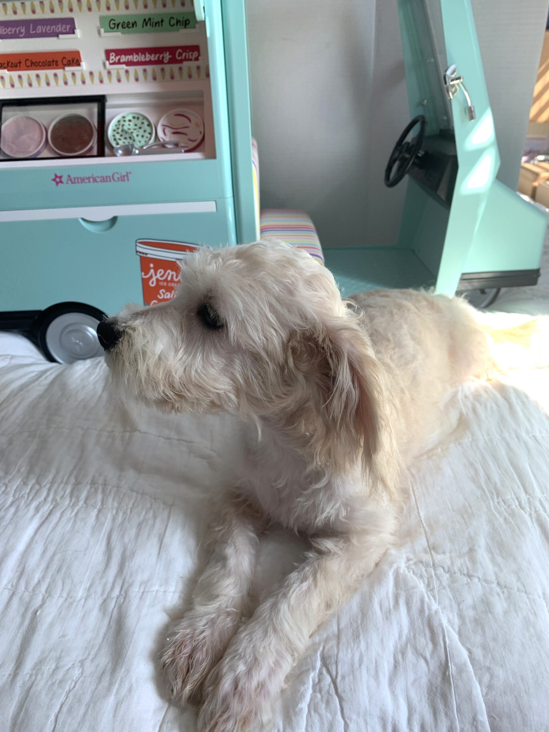 BUDDY – Chonzer $1500
