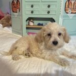 Buddy – Chonzer / SALE! $1000