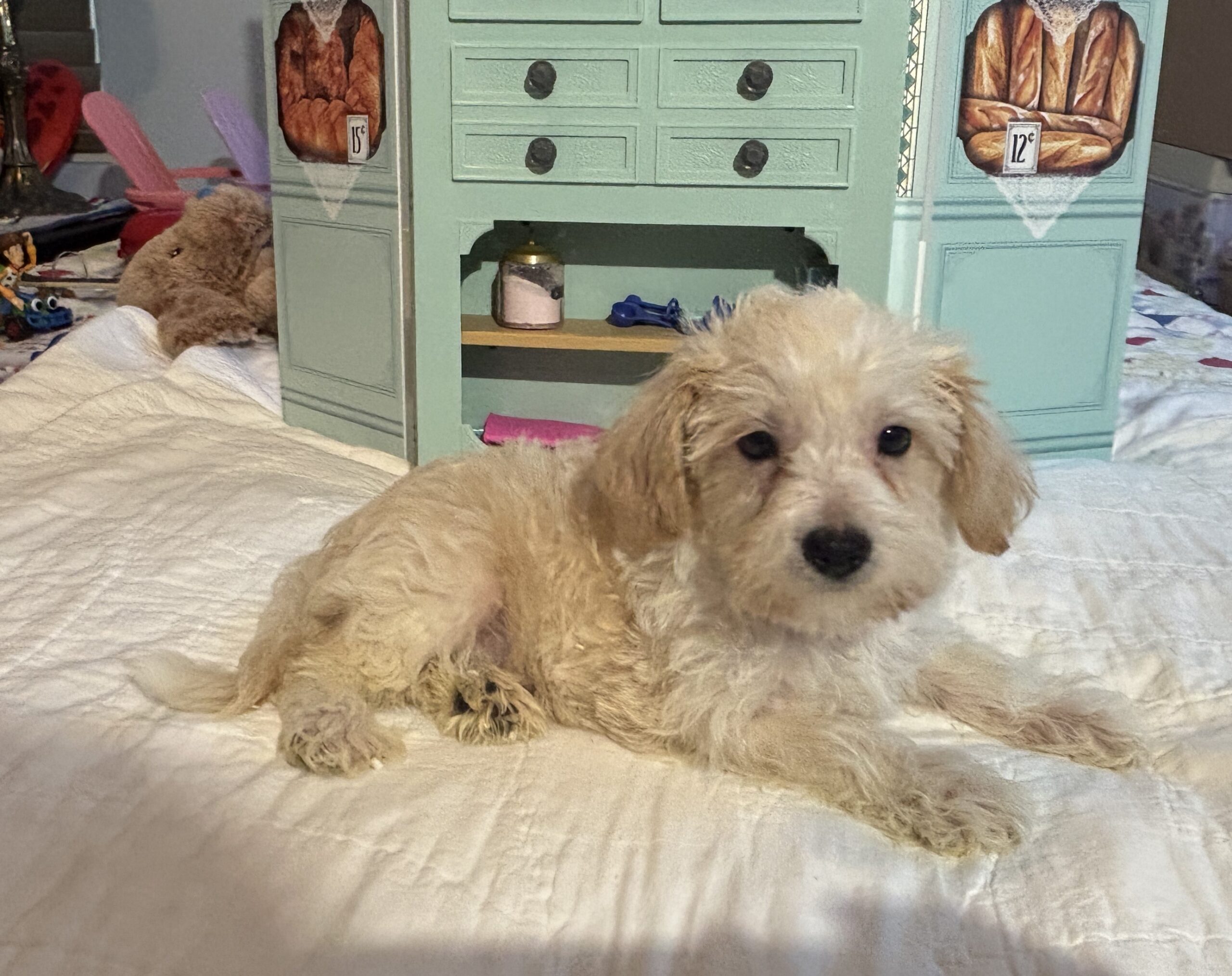 Buddy – Chonzer / SALE! $1000