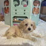 Buddy – Chonzer / SALE! $1000