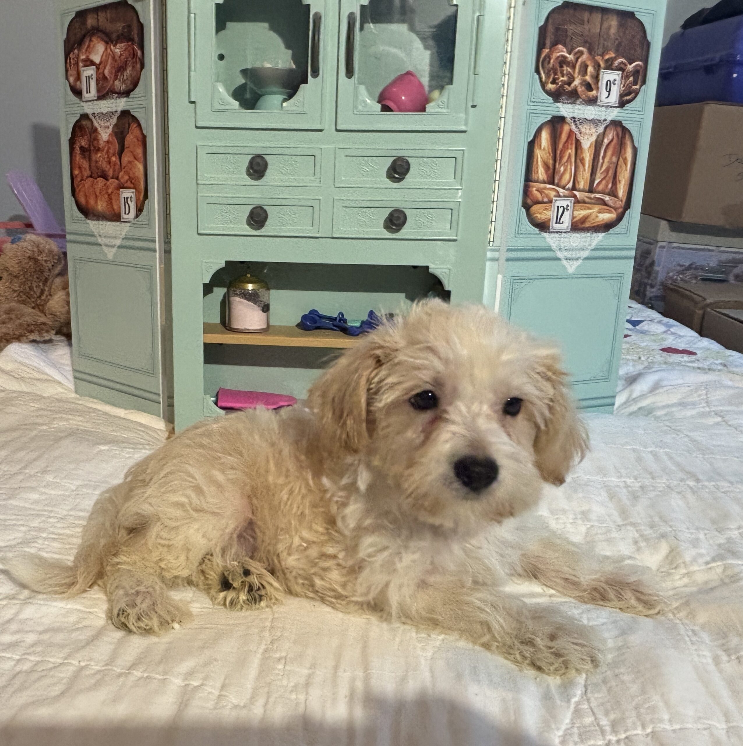 Buddy – Chonzer / SALE! $1000